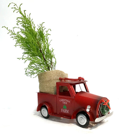 2in Cypress Lime In Xmas Tree Truck