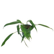 Epipremnum, 6in, Amplyssum Silver