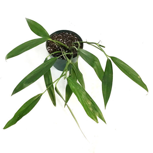 Epipremnum, 6in, Amplyssum Silver