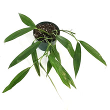 Load image into Gallery viewer, Epipremnum, 6in, Amplyssum Silver
