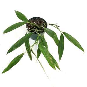 Epipremnum, 6in, Amplyssum Silver