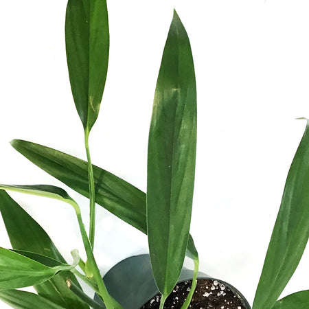 Epipremnum, 6in, Amplyssum Silver