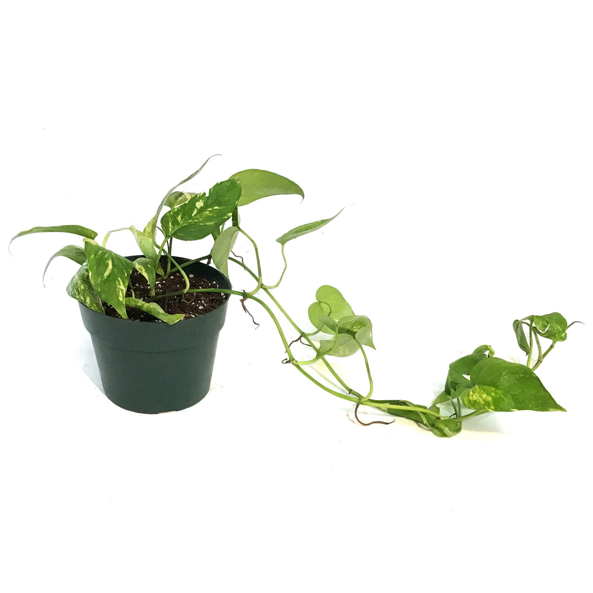 Epipremnum Pinnatum, 6in Neon