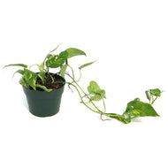 Epipremnum Pinnatum, 6in Neon