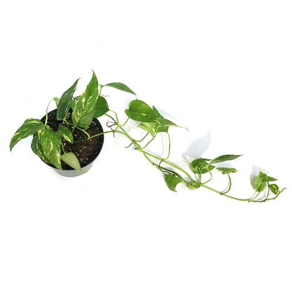 Epipremnum Pinnatum, 6in Neon
