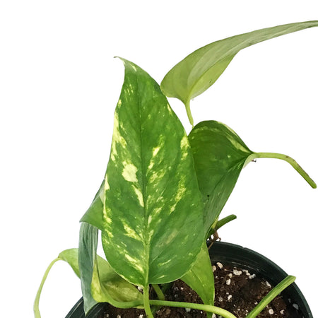 Epipremnum Pinnatum, 6in Neon