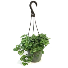 Load image into Gallery viewer, Lamiastrum, 6.5in Hanging Basket, Jade Frost
