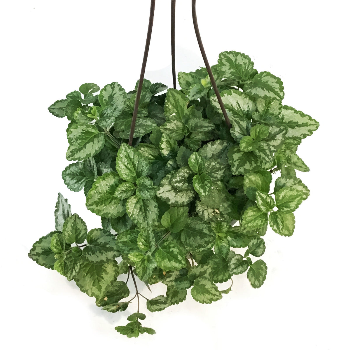 Lamiastrum, 6.5in Hanging Basket, Jade Frost