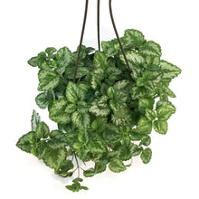 Load image into Gallery viewer, Lamiastrum, 6.5in Hanging Basket, Jade Frost
