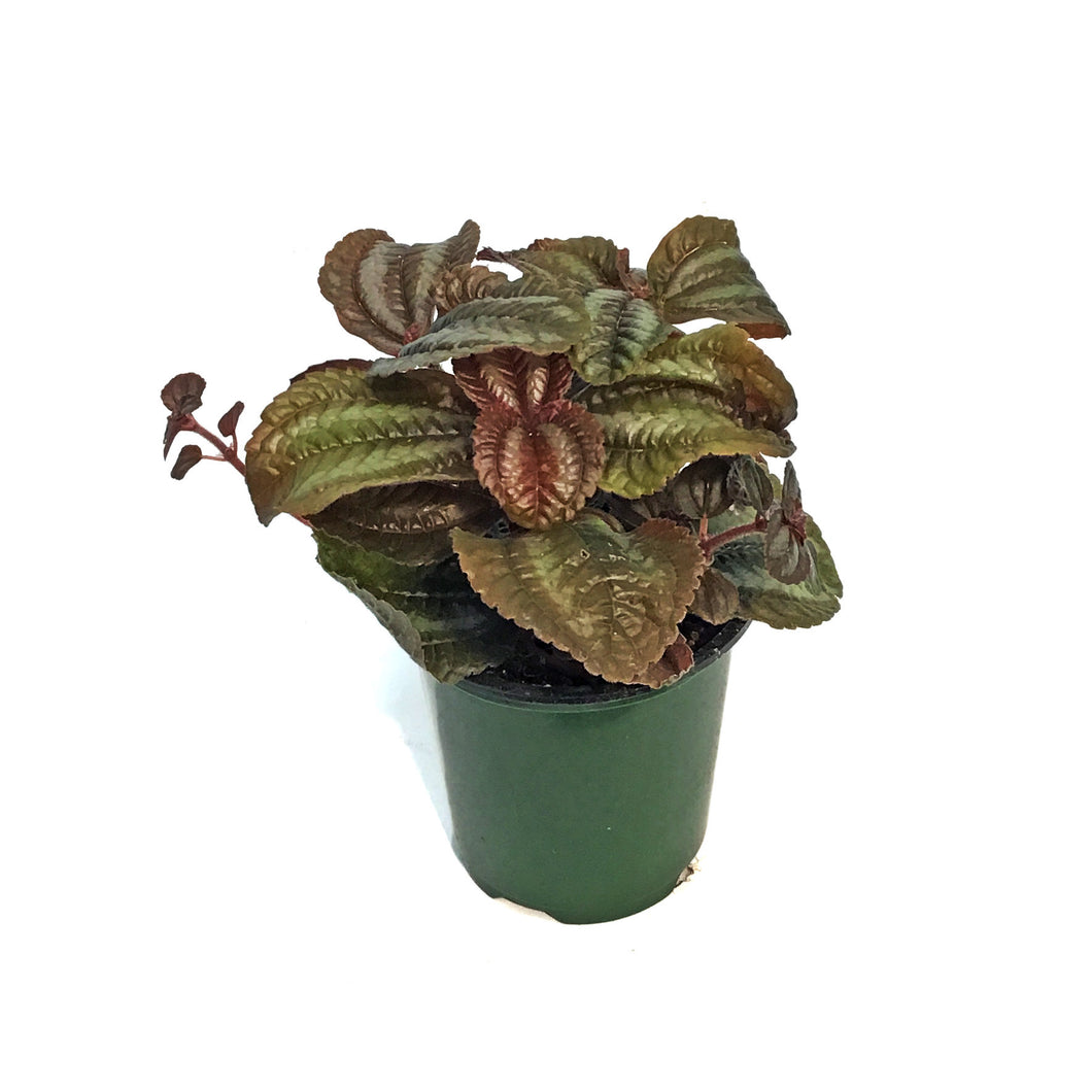 Pilea, 4in, Friendship