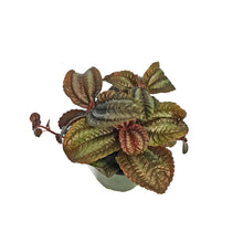 Load image into Gallery viewer, Pilea, 4in, Friendship
