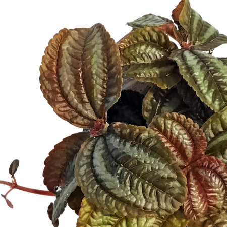 Pilea, 4in, Friendship