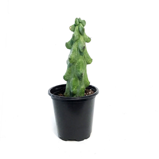 Cactus, 3.5in, Boobie