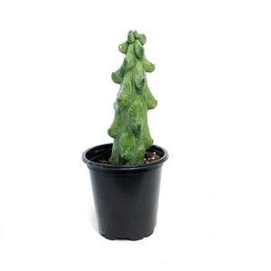 Cactus, 3.5in, Boobie