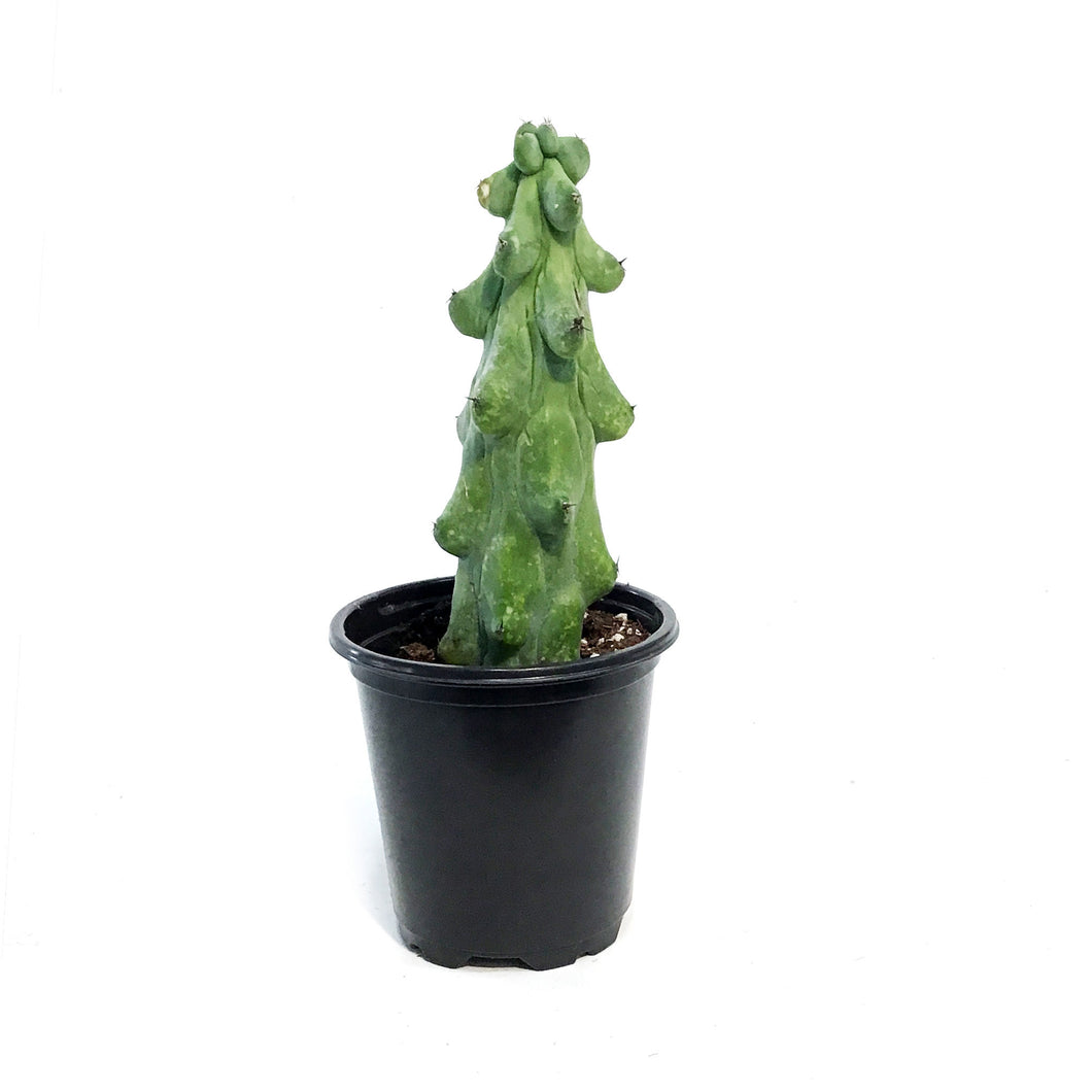 Cactus, 3.5in, Boobie