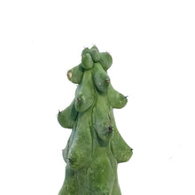 Load image into Gallery viewer, Cactus, 3.5in, Boobie
