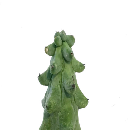 Cactus, 3.5in, Boobie