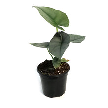 Load image into Gallery viewer, Alocasia, 4in, Reginae

