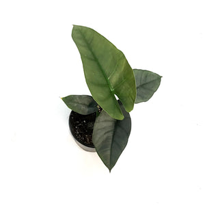 Alocasia, 4in, Reginae