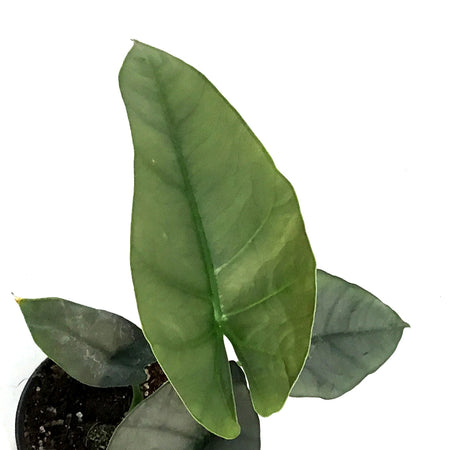 Alocasia, 4in, Reginae