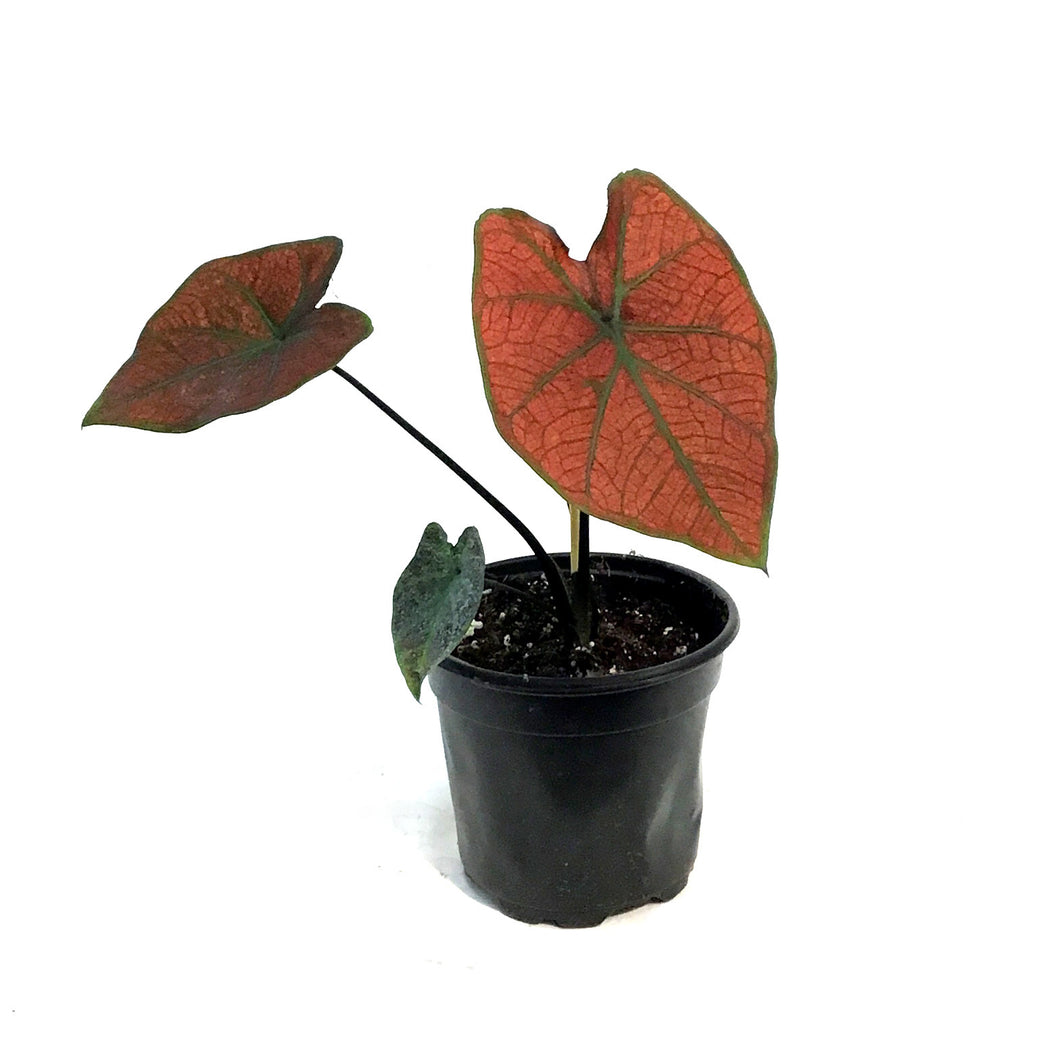 Caladium, 4in, Blazing Sun