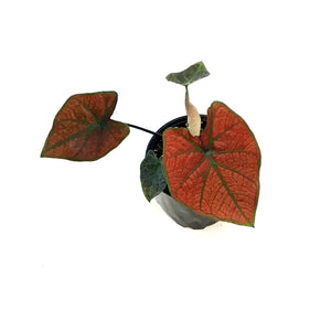 Caladium, 4in, Blazing Sun
