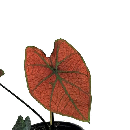 Caladium, 4in, Blazing Sun