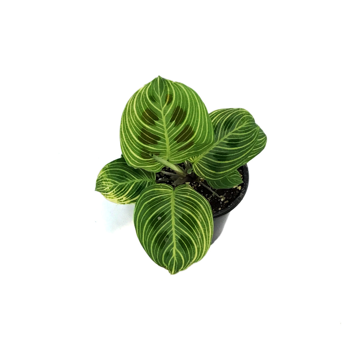 Maranta, 4in, Gold Lines