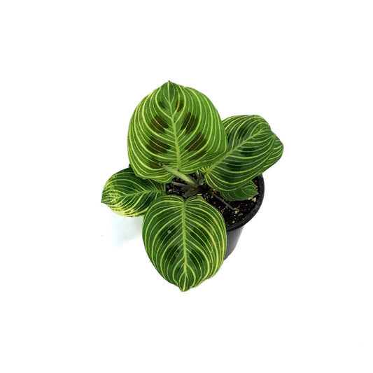 Maranta, 4in, Gold Lines