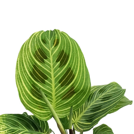 Maranta, 4in, Gold Lines