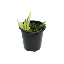 Load image into Gallery viewer, Sansevieria, 3.5in, Tower Grey
