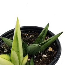 Load image into Gallery viewer, Sansevieria, 3.5in, Tower Grey
