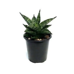Sansevieria, 3.5in, Pagodah Dark