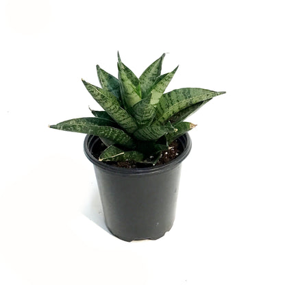 Sansevieria, 3.5in, Pagodah Dark