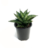 Sansevieria, 3.5in, Pagodah Dark