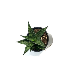 Sansevieria, 3.5in, Pagodah Dark