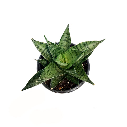 Sansevieria, 3.5in, Pagodah Dark