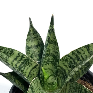 Sansevieria, 3.5in, Pagodah Dark