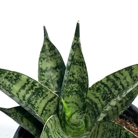 Sansevieria, 3.5in, Pagodah Dark