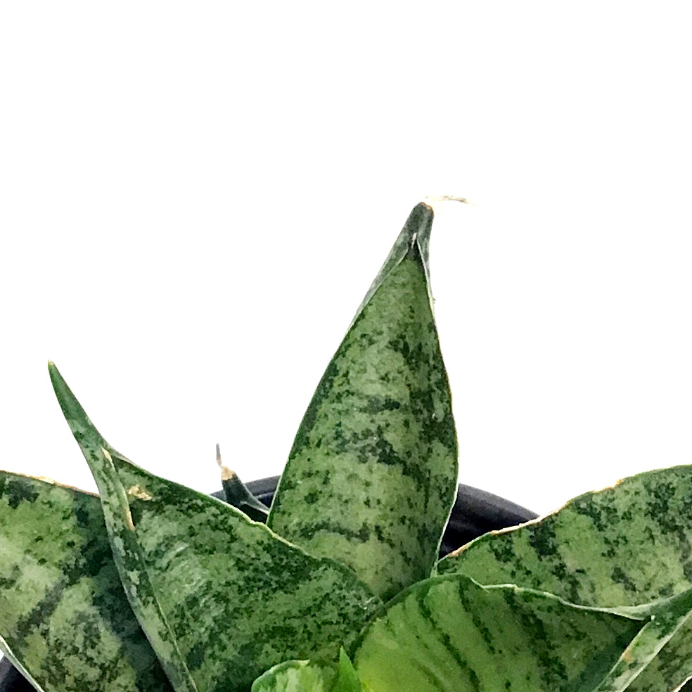 Sansevieria, 3.5in, Pagodah Dark