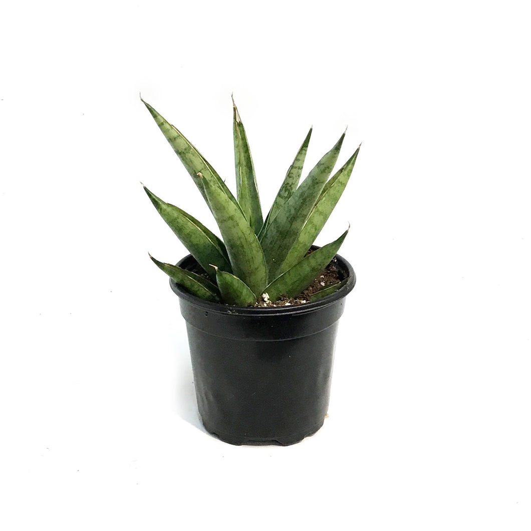 Sansevieria, 4in, Rockman