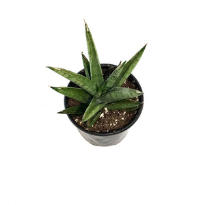 Sansevieria, 4in, Rockman