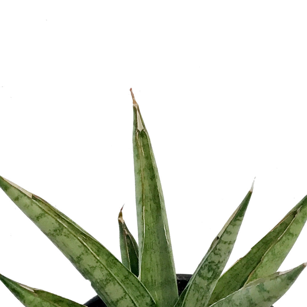 Sansevieria, 4in, Rockman