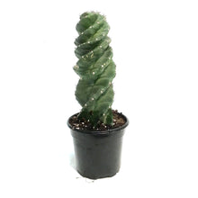 Load image into Gallery viewer, Cactus, 4in Spiral
