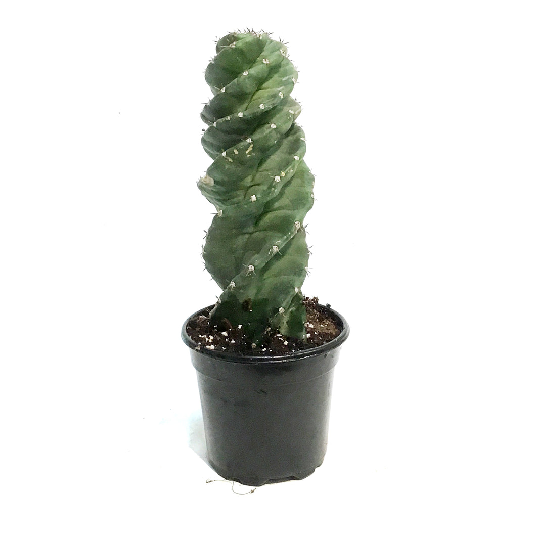 Cactus, 4in Spiral