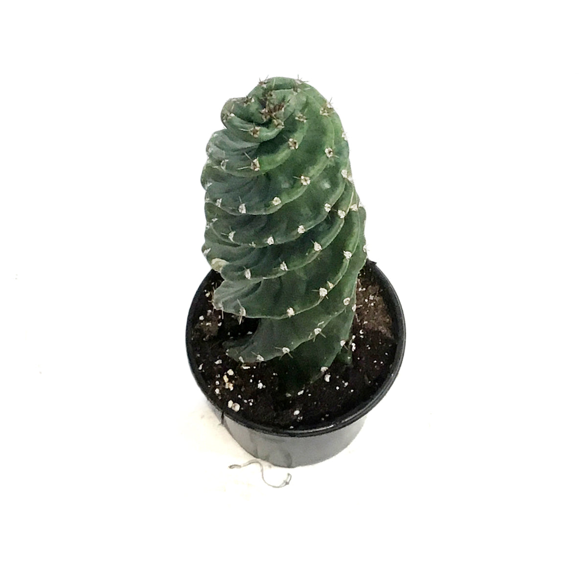 Cactus, 4in Spiral