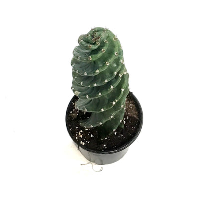 Cactus, 4in Spiral