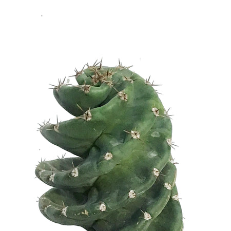 Cactus, 4in Spiral