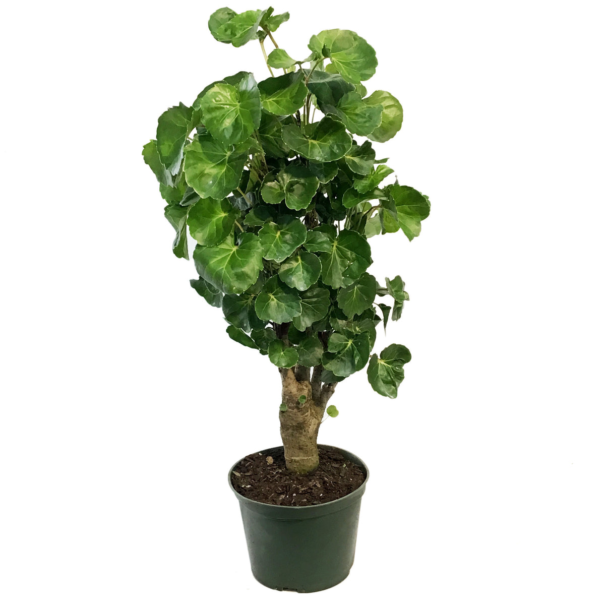 Aralia, 6in, Aralia Balfour Stump