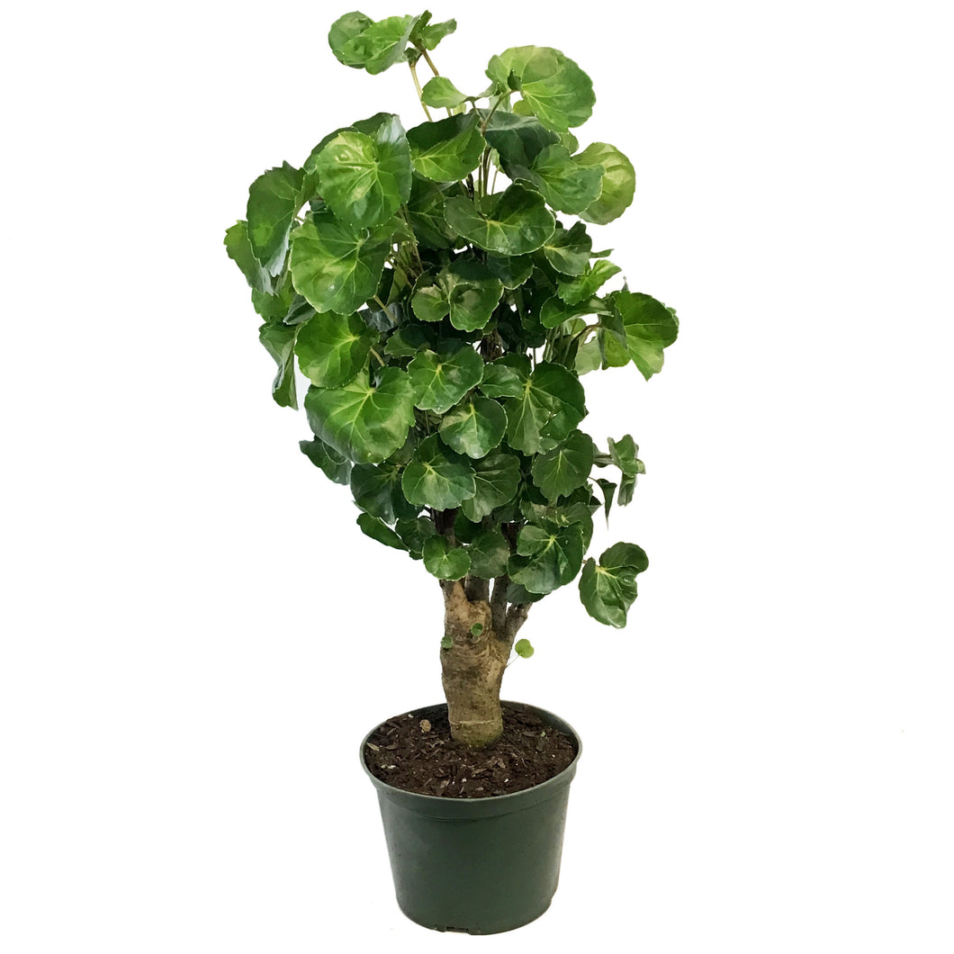 Aralia, 6in, Aralia Balfour Stump